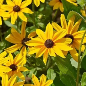 Rudbekia RUDY YELLOW BLACK CONES kv2