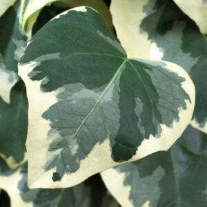 Brečtan kaukazský DENTATA VARIEGATA kv3