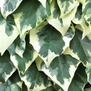 Brečtan kaukazský DENTATA VARIEGATA kv4
