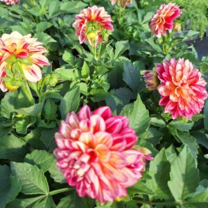 Dahlia coccinea xantico YELLOW RED BICOLOUR kv2