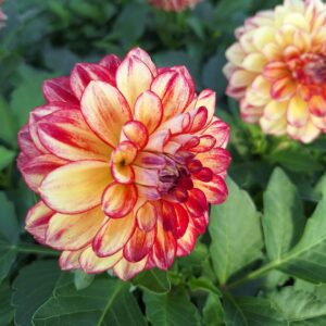 Dahlia coccinea xantico YELLOW RED BICOLOUR kv3