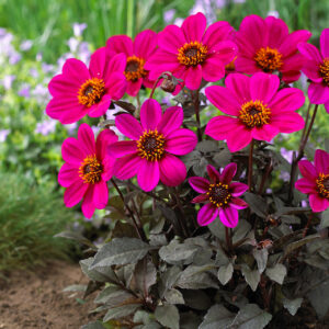 Georgína HAPPY DAYS® PURPLE kv