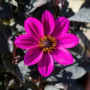 Georgína HAPPY DAYS® PURPLE kv3