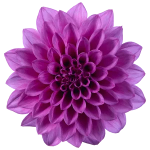 Georgína XANTICO DL PURPLE kv2