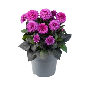 Georgína XANTICO DL PURPLE kv3