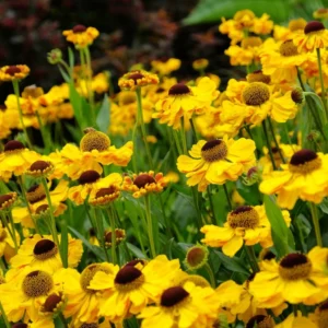 Helenium THE BISHOP kv4