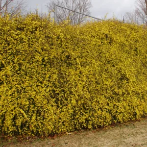 Jazmín nahý NUDIFLORUM kv4