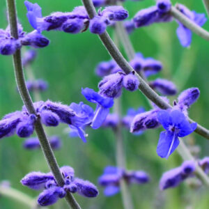 Perovskia BLUE SPIRE kv5