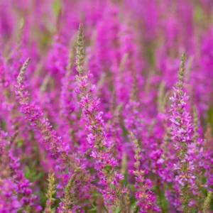 Vrbica PINK PROMENADE kv