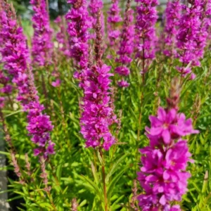 Vrbica PINK PROMENADE kv2