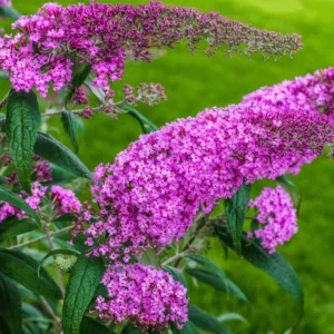 Budleja dávidova PINK DELIGHT kv3