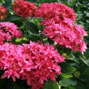 Hortenzia Kalinolistá PRINCESS DIANA kv