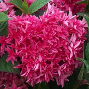 Hortenzia Kalinolistá PRINCESS DIANA kv2