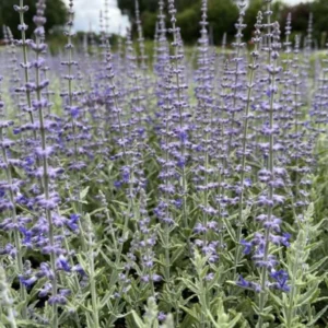 Perovskia SILVERY BLUE kv