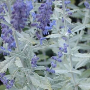Perovskia SILVERY BLUE kv5
