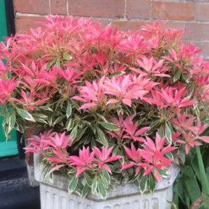 Pieris japonský FLAMING SILVER kv3