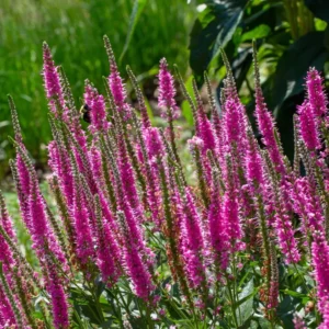 Veronika ROSA ZWERG kv4