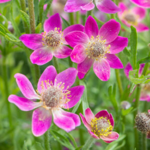 Veternica ANNABELLA DEEP ROSE kv2