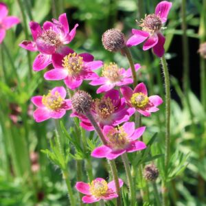 Veternica-ANNABELLA-DEEP-ROSE-kv4